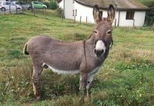 Alemania: Demandan al dueño de un burro que dañó lujoso carro deportivo