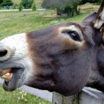 Marruecos: 15 adolescentes contraen rabia por tener sexo con una burra