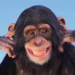 Los chimpancés tienen la misma personalidad durante décadas, según un estudio
