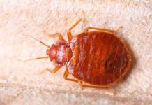 Cómo evitar las chinches de cama, según la ciencia