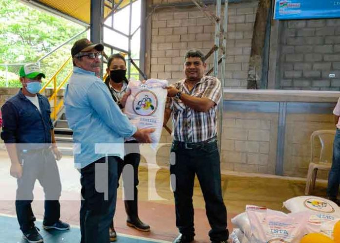 nicaragua, la Libertad, productores, semillas de frijol,