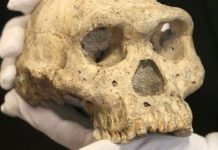 Confirman que dos cráneos aparecidos en China pertenecen a una enigmática especie humana