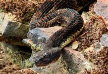 FOTO: Hombre encuentra una serpiente cascabel de dos cabezas en pleno trabajo