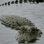 Niña de 10 años se zafa de un caimán en Florida