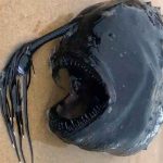 estados unidos, california, encuentran pez, colmillos, tentaculos,