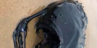 estados unidos, california, encuentran pez, colmillos, tentaculos,