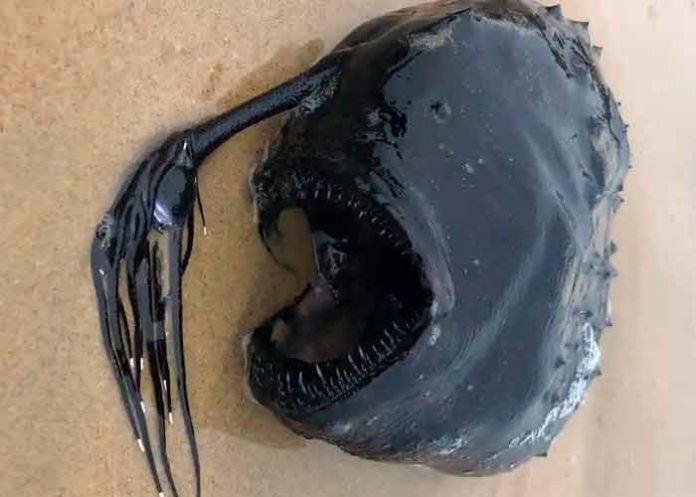 estados unidos, california, encuentran pez, colmillos, tentaculos,