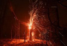 El árbol que arde solo por dentro (VIDEO)