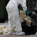 China redobla esfuerzos de control de gripe aviar H7N9