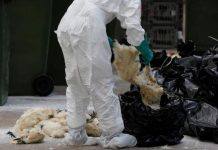 China redobla esfuerzos de control de gripe aviar H7N9