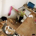 Policía china evita que 500 gatos acaben siendo parte del menú