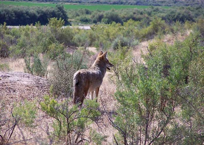 Coyote