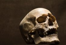 Según estudio, los primeros «Homo» habitaron zonas áridas y de pastizales