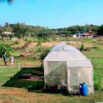 paraguay, detencion, impulsor, cultivo, cannabis medicinal,