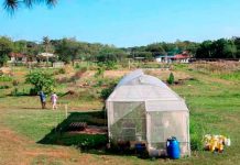 Detienen en Paraguay a impulsor del cultivo de cannabis medicinal paraguay, detencion, impulsor, cultivo, cannabis medicinal,