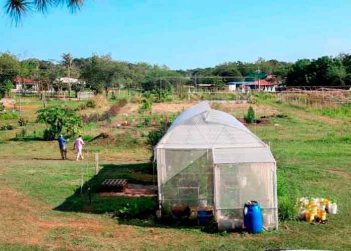 paraguay, detencion, impulsor, cultivo, cannabis medicinal,