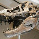 Marruecos: Investigan la venta en Facebook de los restos de un dinosaurio