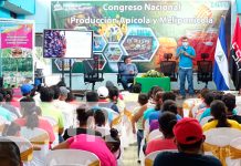 produccion apicola, nicaragua, inta, exportaciones,