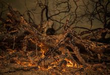 Incendios de California calcinan más de 1.000 casas y edificios