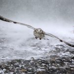 Así congela a EEUU el «ciclón bomba» (Impactantes imágenes)