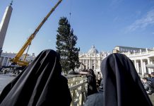 FOTOS Y VIDEO: Árbol de Navidad obsequiado por Polonia se alza ya en San Pedro