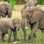 india, rayo, tormenta electrica, muerte, elefantes,