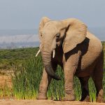 Muere joven cuando trataba de hacerse un «selfi» con un elefante