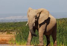 El elefante ‘depresivo’ que ha vivido en soledad en un zoológico durante 40 años
