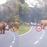 VIDEO: Elefante aplasta a hombre cuando intentaba hacer un selfie