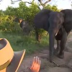 Elefante aplasta a cazador argentino en Namibia