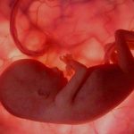 Investigadores de EE.UU. logran modificar genéticamente embriones humanos