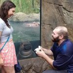 Popular hipopótamo Fiona, atestigua propuesta de amor