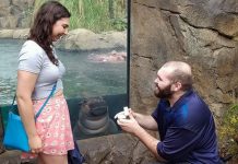 Popular hipopótamo Fiona, atestigua propuesta de amor