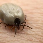 Mueren 2 menores en Panamá por enfermedad que transmiten las garrapatas