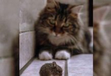 Chicago libera más de mil gatos para combatir plaga de ratas