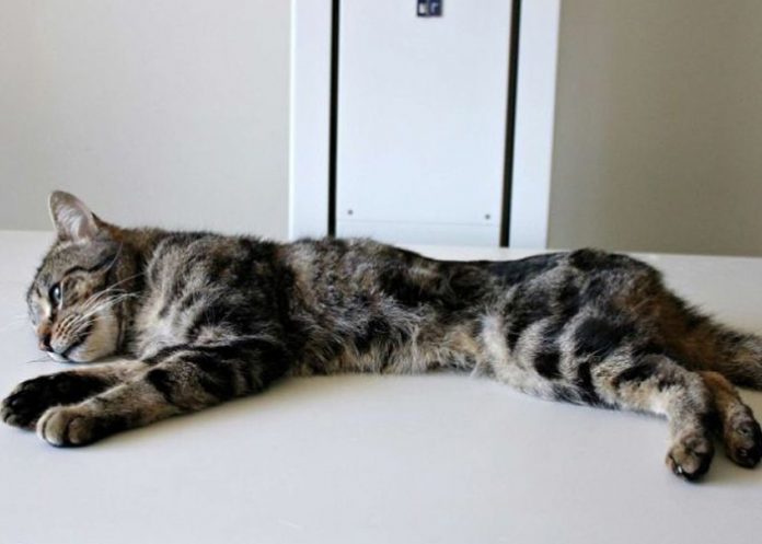 Gato
