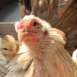 Seúl confirma brote de gripe aviar en aves salvajes