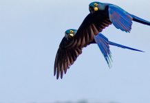 Más de 30 ejemplares de guacamayo de Lear nacen en zoo de España