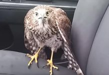 La sorprendente reacción de un halcón durante el huracán «Harvey» se vuelve viral
