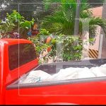 honduras, cadaver, mujer, estado de descomposicion,