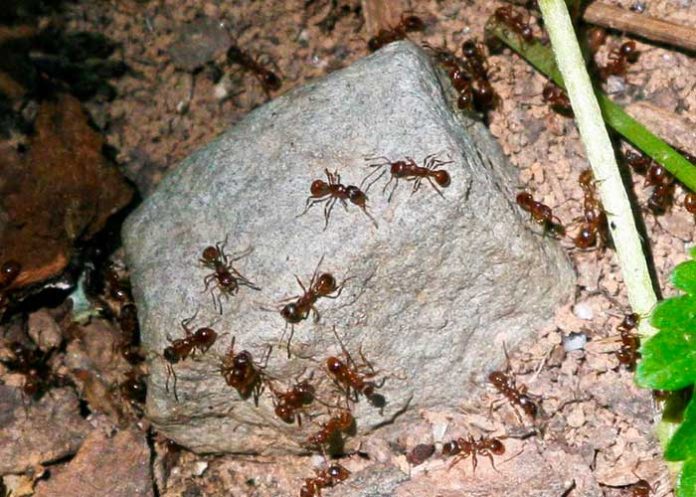 Hormigas