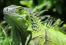 Frío congela iguanas verdes en Florida