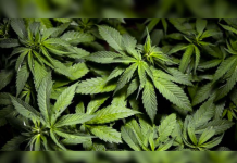 Farmacias uruguayas podrán aplicar botón de pánico al vender marihuana