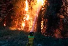 honduras, incendios forestales, manzanas, bosque, atlantida,