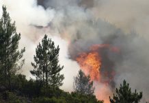 Portugal: Responsable de los bomberos cuestiona que rayo provocase incendio