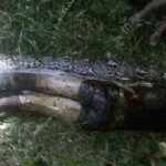 Hallan el cuerpo de un indonesio en el vientre de una pitón