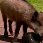 Italia: Jabalíes rodean a mujer y le roban las compras italia, animales, robo, comida, mujer, asedio,