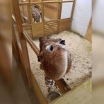 Se restablece video en vivo de jirafa embarazada en NY