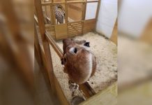 Se restablece video en vivo de jirafa embarazada en NY