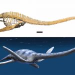 Asociación marroquí quiere repatriar a su «monstruo del lago Ness»